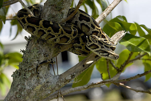Florida Everglades python crisis spurs high-tech rabbit decoys