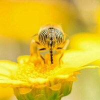 Flies are masters of migration - it's about time they got some credit