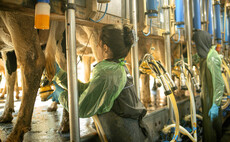 Growing Paraguay's dairy sector: Why training and development is key for future farmers