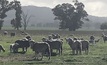  Lambs can be given a boost against clostridial diseases by vaccinating pregnant ewes. Picture Mark Saunders.