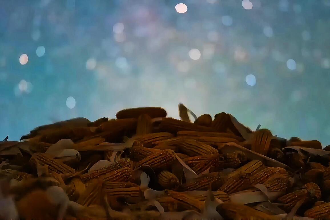 Heilongjiang's golden autumn: a canvas of harvest and stars