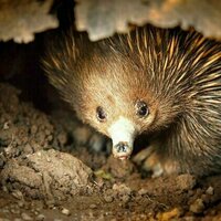 In most mammals, one gene determines sex. But 100 million years ago, platypuses and echidnas went their own way