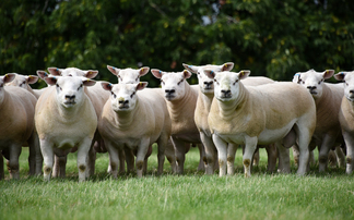 Heat stress and ram fertility: What you need to know this breeding season 