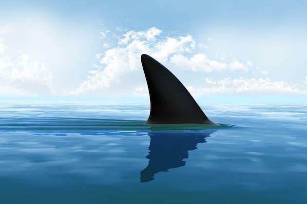 Russian tourist killed in shark attack in Egypt's Hurghada