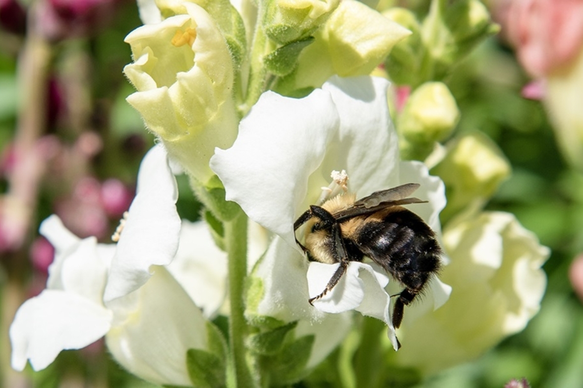 Bee the change- Auburn University leads the way in saving bees