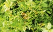 Lentil herbicide testing offers potential for full-range tolerance