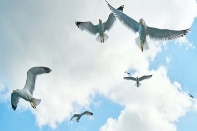 Birds optimize their landing maneuvers for accurate descent : Research