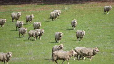 Research on Kangaroo Island, South Australia, is tackling flystrike by releasing sterile male blowflies.