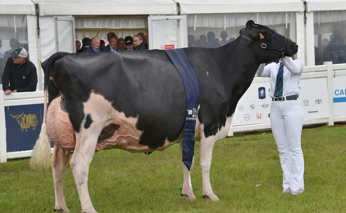 Dairy inter-breed and Holstein champion, Mag Pandor, from the Laird family of Blythbridge Holsteins, Peeblesshire and Ferme Blondin, Canada.