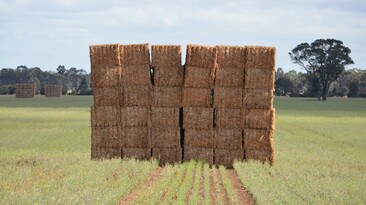 Agriculture Victoria is urging people buying hay in from Queensland and NSW to be aware of the risk of red imported fire ants.