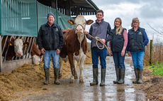Montbeliardes are good for business on Staffordshire dairy farm 