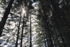 Sustainable timber allowed firms to greenwash