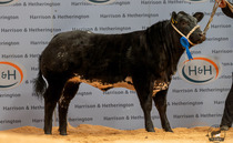 Show potential calves top at £15,000 at Carlisle