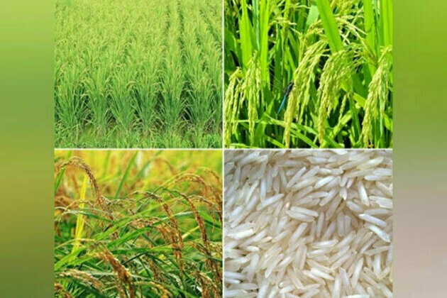 Pesticide's use did not affect basmati rice export - Analysis by CCFI shows