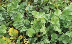 Cover crop considerations this winter
