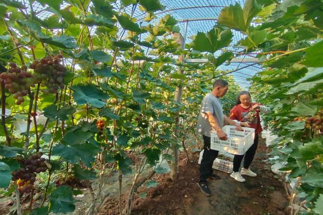 Zibo Yiyuan: Pioneering a Fruit Industry Transformation through Specialized Cultivation