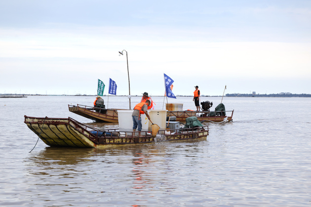 (Int'l Exchange) CHINA-GUANGXI-VIETNAM-MARINE FISHERY-FISH FRY RELEASE (CN)