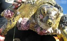 Turtle victims of Curtis LNG development