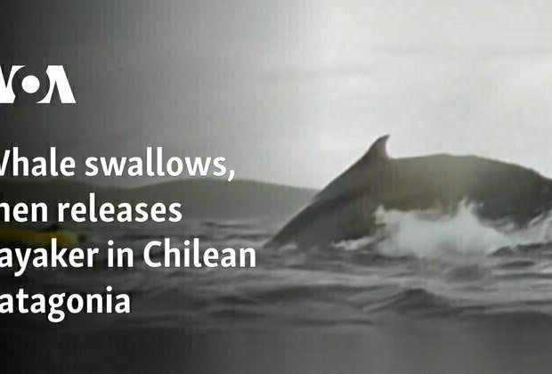 Whale swallows, then releases kayaker in Chilean Patagonia 