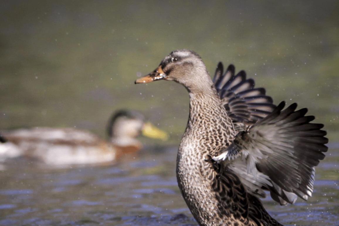 Avian botulism likely caused more than 100 duck deaths in Napier