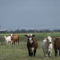 Flesh-eating parasite forces Canada to ban Texas livestock