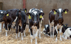 Optimising youngstock numbers