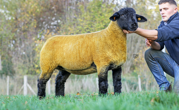 Groes ewe lamb, 10,000gns