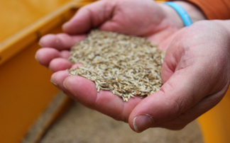 Why trade system turbulence is threatening seed security