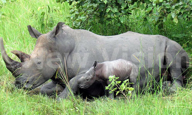 Uganda's white rhino population climbs to 20 Uganda's white rhino population climbs to 20