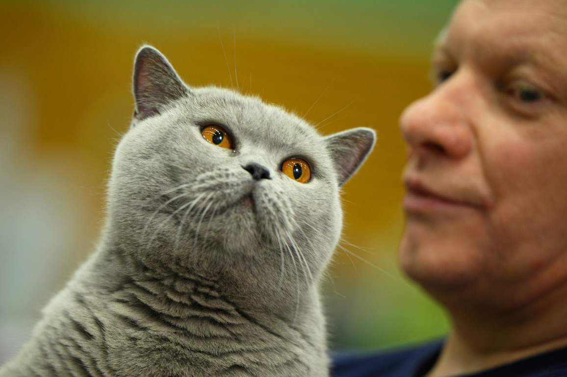 POLAND-WARSAW-CAT SHOW