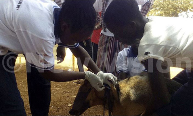 Rabies outbreak: One dead, three admitted, livestock infected Rabies outbreak: One dead, three admitted, livestock infected