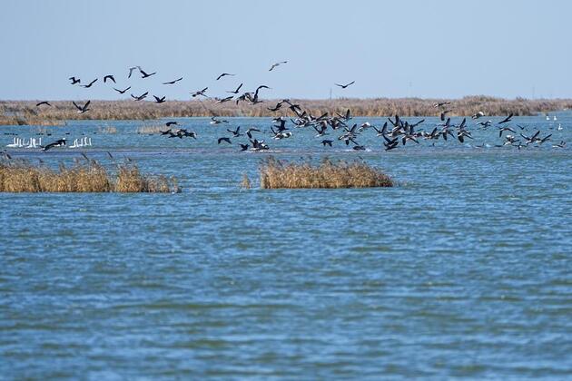 China's river delta reserve bans drones, adopts smart tech to protect migratory birds