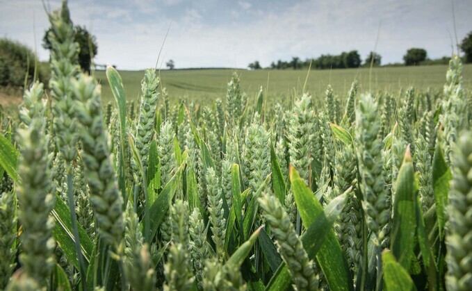 Scientists recreate 10,000-year-old wheat cross to isolate lost traits