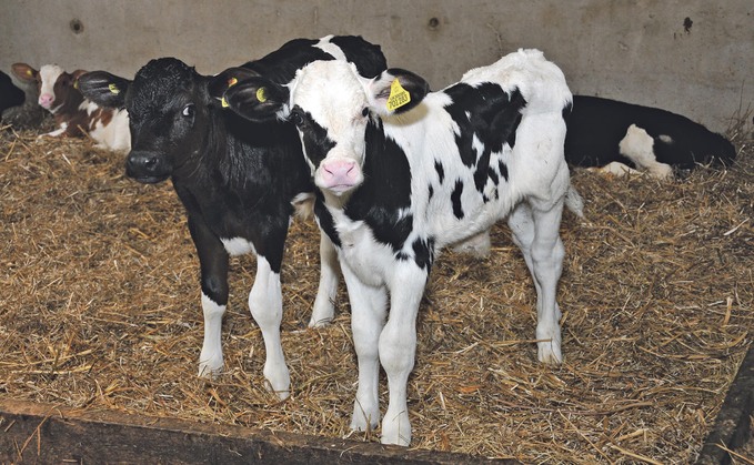 The Welsh dairy industry is facing considerable short-term pressures, NFU Cymru has warned The Welsh dairy industry is facing considerable short-term pressures, NFU Cymru has warned