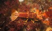  Rock Lobster. Image from file. 