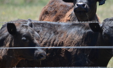 The beef cattle market recovered in 2024, with Rural Bank predicting a positive outlook for the year ahead.