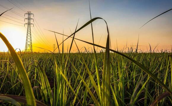 Government to review UK's global sugar tariff if imports flood market