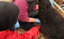 School pupils gain first-hand experience of farming through AgriFuture programme