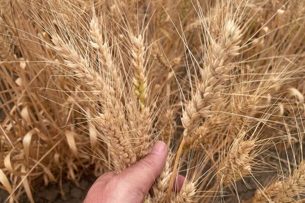 The USDA has released its latest global grain and oilseeds projections.