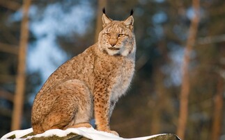 Lynx reintroduction supported in Scotland and Northern England, wildlife charity says