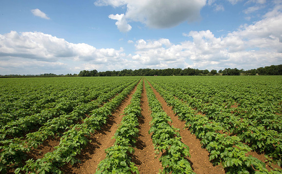 European potato production drops