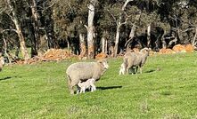 Lamb survival rates can improve by up to 4.5 per cent with optimal mob sizes at lambing according to a project co-funded by Meat & Livestock Australia (MLA) and the Lambs Alive program. 