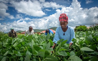 Gov supports Zambian farmers to go green