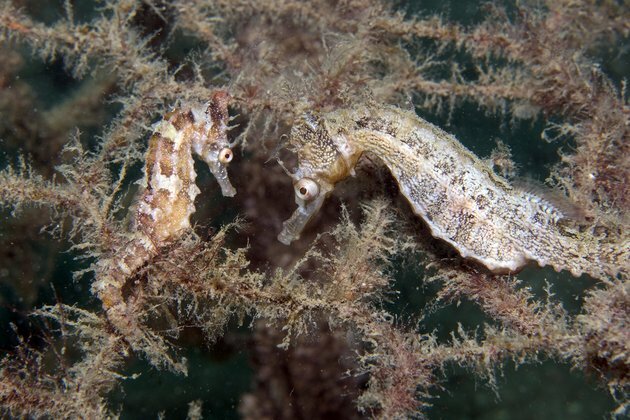 To save these threatened seahorses, we built them 5-star underwater hotels