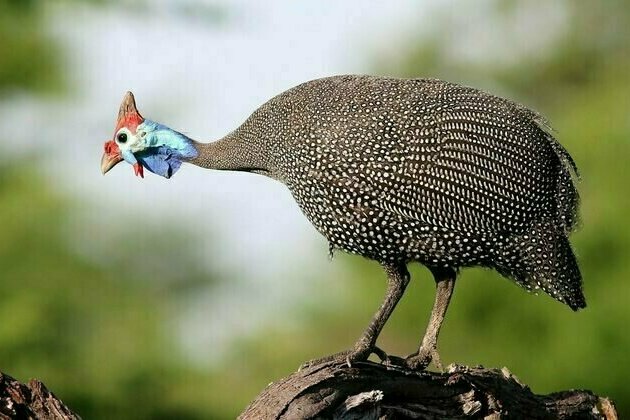Guineafowl can outsmart extreme temperatures: we spent a year finding out how