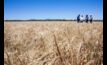 An industry-specific data set will help WA grain growers reduce on-farm greenhouse gas emissions. Image courtesy CSIRO.