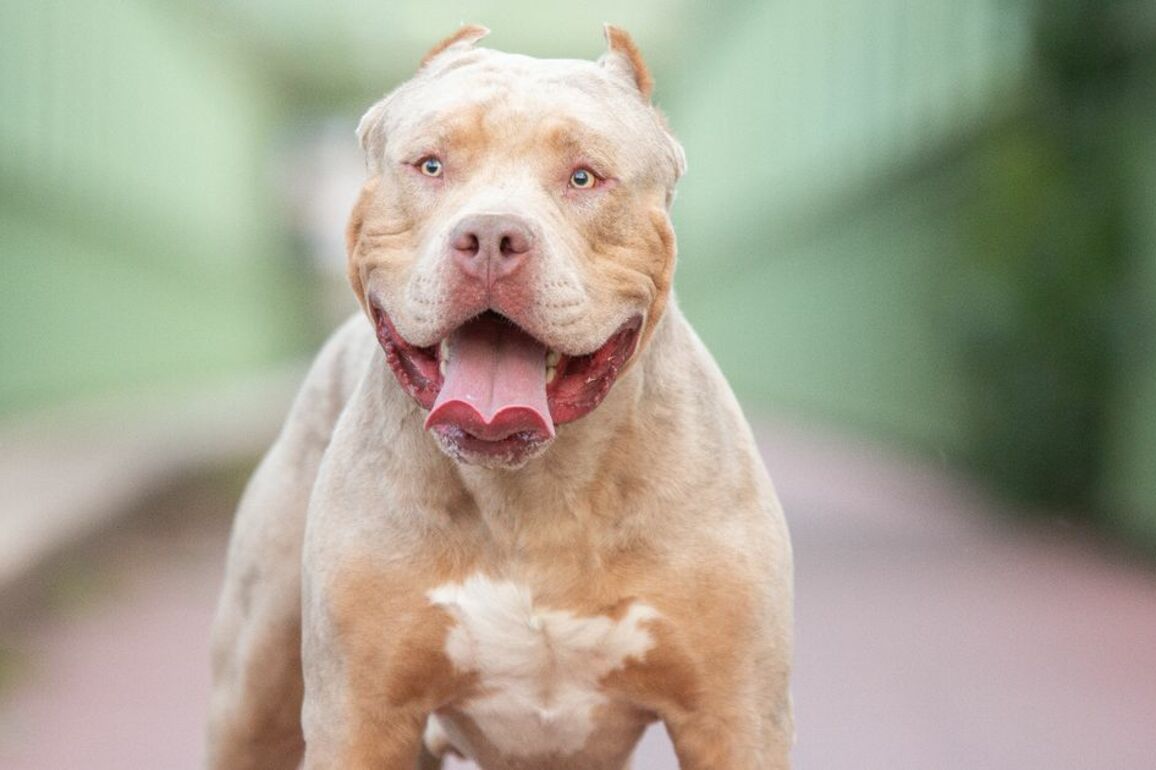 'XL Bully' attacks two people and dog in Scots town as armed cops race to scene