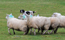 Government inaction on sheep worrying undermining animal welfare gains