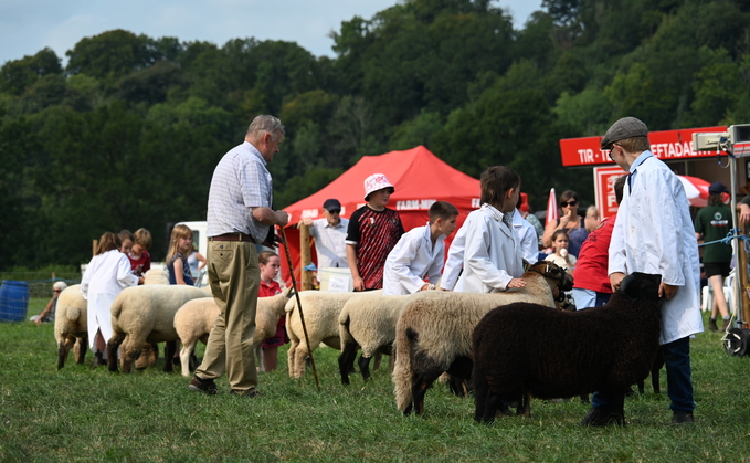 Suffolk shines at Llandeilo show  
