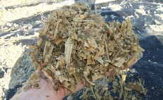 How have maize crops analysed this year?